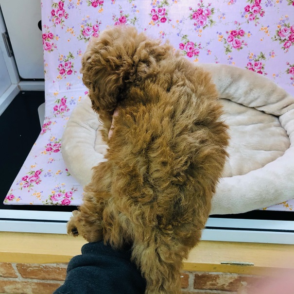 これは可愛い…💛トイプードルちゃんがきました♪ トイプードル