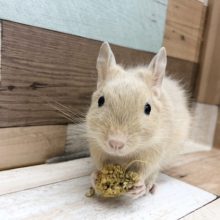 優しい色合いの食いしん坊♡サンドデグーくん