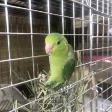 ツンツンデレのつんでれちゃん？？マメルリハちゃん(ノーマル)