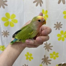 ウブウブほわほわなコザクラインコさん