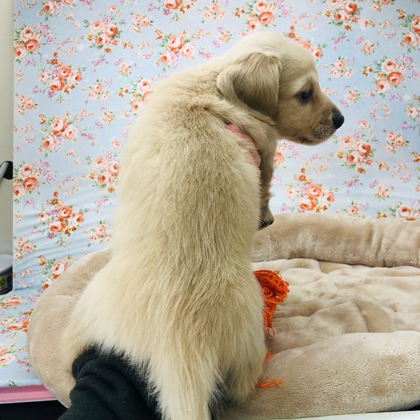 ミニチュアダックス