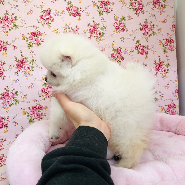 ポメチー（ポメチワ）