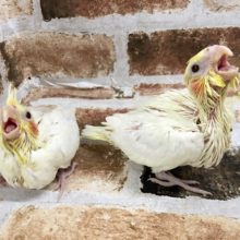 ほっぺが可愛い♥オカメインコヒナ(ルチノー)