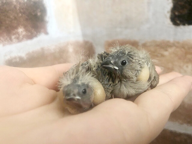 ﾃｲﾃｲﾃｲﾃｲ〜♪人気のキンカ鳥ヒナ☆