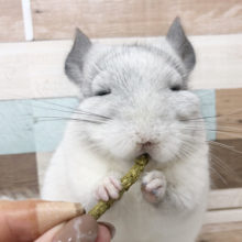 背中に黒豆！？食べる時目が無くなるチンチラくん(パイド)