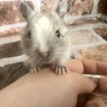 可愛すぎ注意報♥パイドデグーちゃん！