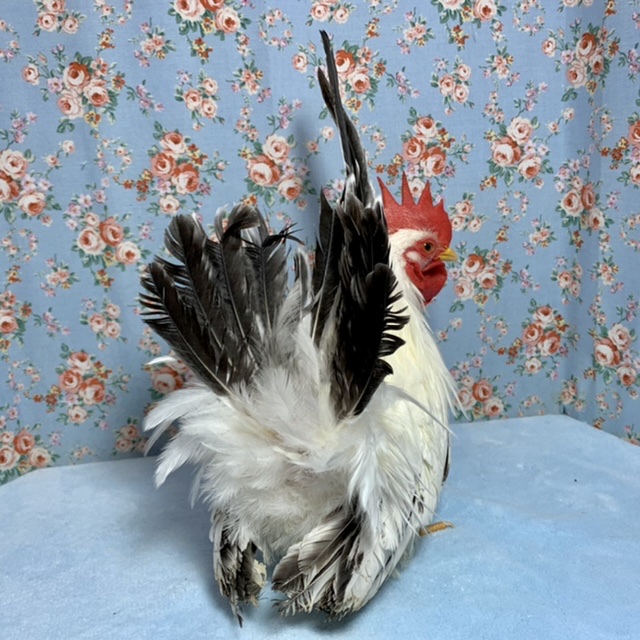 桂チャボ（カツラチャボ）