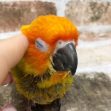 超ホヤホヤ最新画像☆かきかきでうっと〜り♥コガネメキシコインコヒナ♪