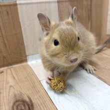 手の上の方が落ち着く♥サンドデグーくん