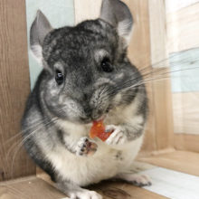 何でそんなに可愛いの？？チンチラくん(ノーマル)