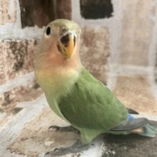 超ホヤホヤ最新画像♪大人になりましてカゴデビュー☆コザクラインコヒナ(ノーマル)