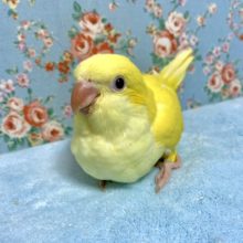 オキナインコ　ルチノー　３月２７日