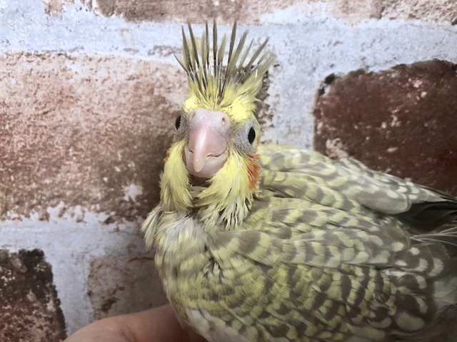 オカメインコ