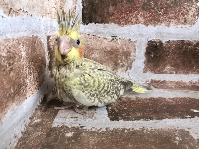 オカメインコ