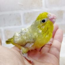 魅力的なカラー　マメルリハ☆パステルオパーリン　2021年03月08日