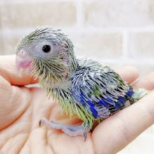 やっぱりノーマルっしょ！マメルリハ☆ノーマル　2021年03月08日