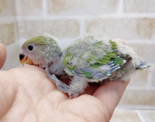 コザクラインコ（小桜インコ）