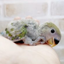 お顔がピンク色になりますよ！　小桜インコ☆ノーマル　2021年03月08日