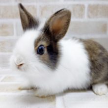 ふさふさ～　ライオンラビット　2021年03月08日