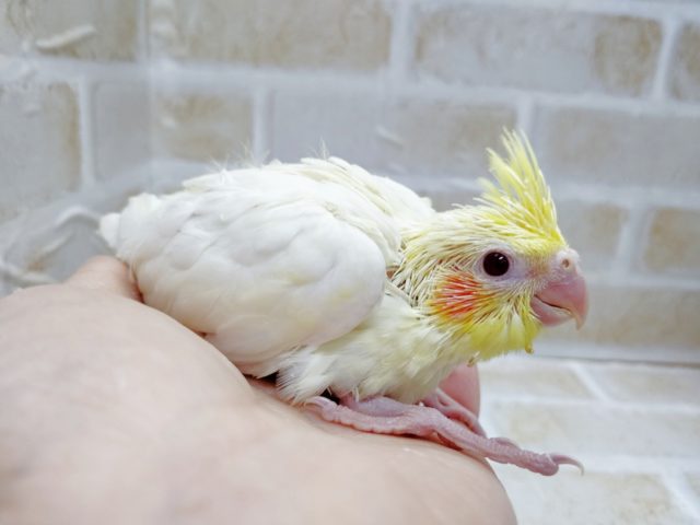 定番人気！オカメインコ☆ルチノー　2021年03月12日