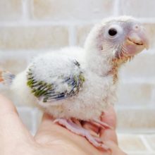 むっちむちボディ！　ウロコインコ☆パイナップル　2021年03月20日