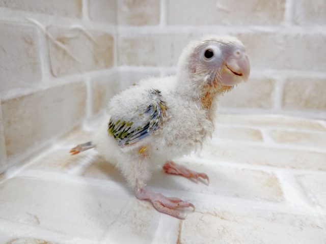 アカオウロコインコ