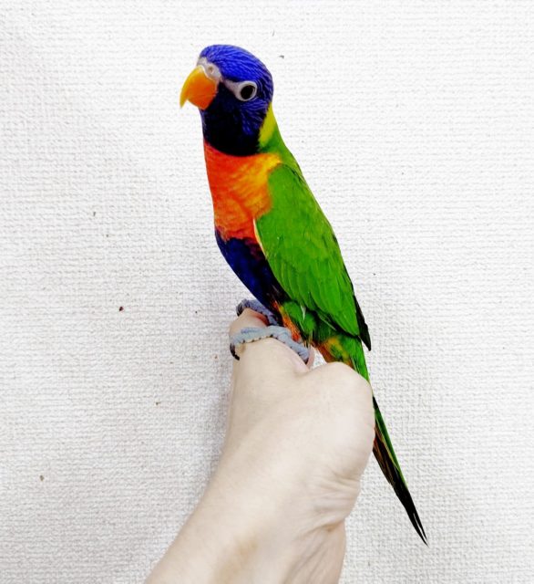 ゴシキセイガイインコ