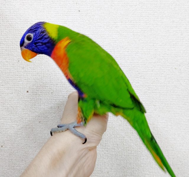 ゴシキセイガイインコ