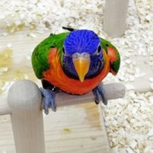 ふれあいコーナーにデビュー　ゴシキセイガイインコ　2021年05月17日