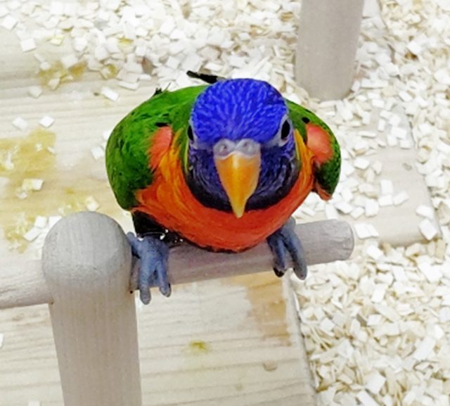 ふれあいコーナーにデビュー　ゴシキセイガイインコ　2021年05月17日