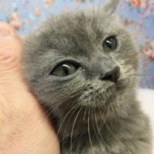 ブリティッシュショートヘアー（ブルー）男の子　入舎！！