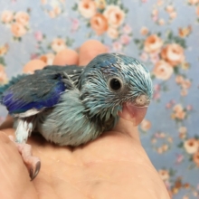 マメルリハ（ブルー）男の子　２０２１年２月生まれ