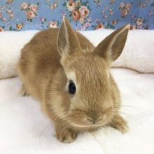 ネザーランドドワーフラビット（オレンジ）女の子　２０２１年１月生まれ