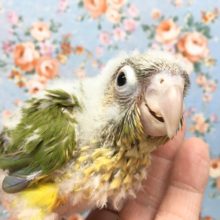 ウロコインコ（パイナップル）２０２１年２月生まれ