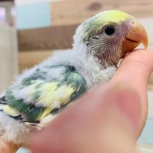 カメラ目線?!コザクラインコ(ブルーチェリーパイド)☆