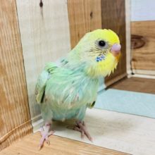 美カラー♪セキセイインコ(パステルレインボー)入舎しています♪
