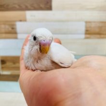 ひそかな人気?!セキセイインコ(ダブルファクター)います♪