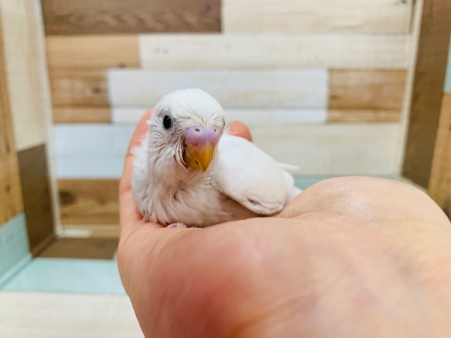 ひそかな人気?!セキセイインコ(ダブルファクター)います♪