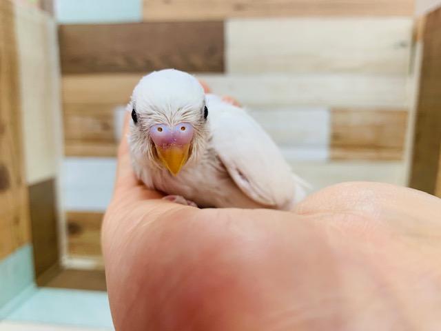 セキセイインコ