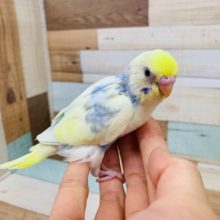 人気カラー!!セキセイインコ(レインボーパイド)☆
