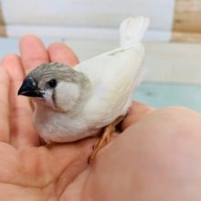 食欲旺盛のキンカチョウさんいます☆