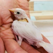 真っ白な羽根が人気!白文鳥さん!!