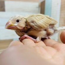 人気カラー!シナモン文鳥さんいます♪