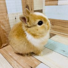 ミニミニ♡ドワーフラビットいます♪