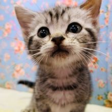 すりすりが止まらない！！アメリカンショートヘアーくん☆