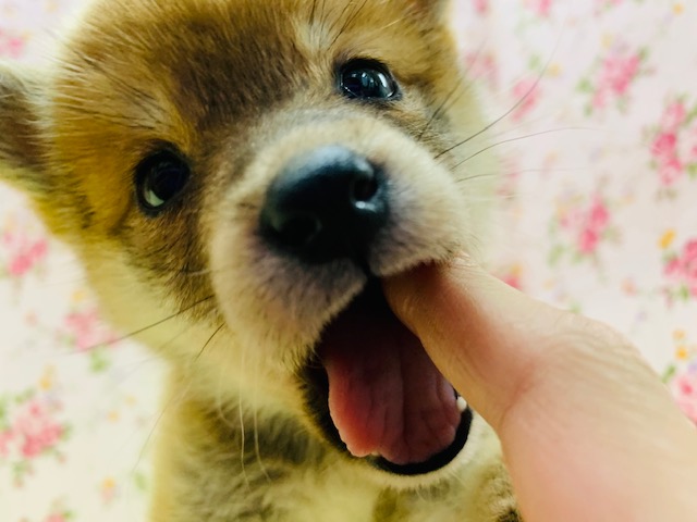 柴犬