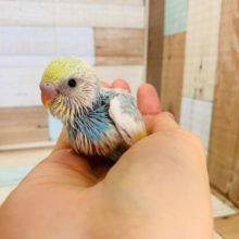 人気のレインボー系！セキセイインコ(レインボーパイド)♪