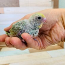 たまーに入舎するカラー！セキセイインコ(パステルレインボー・グリーン系)