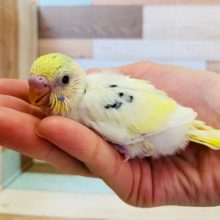 黒が少なめのコ♪セキセイインコ(クリームハルクイン)入舎♪