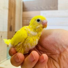 黒目が魅力♪セキセイインコ(ダブルファクター)